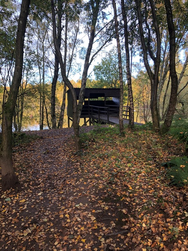 A path with leaves and trees leading to a viewing platform.