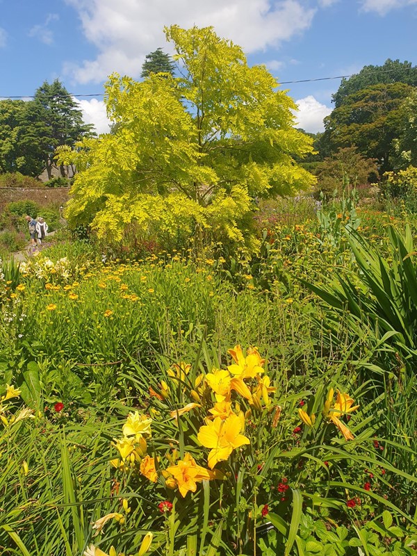 Another view of the garden with trees visible in the background