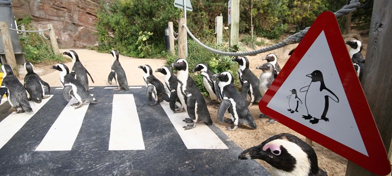 Living Coasts Coastal Zoo