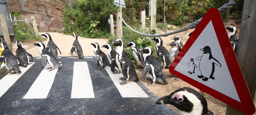 Living Coasts Coastal Zoo