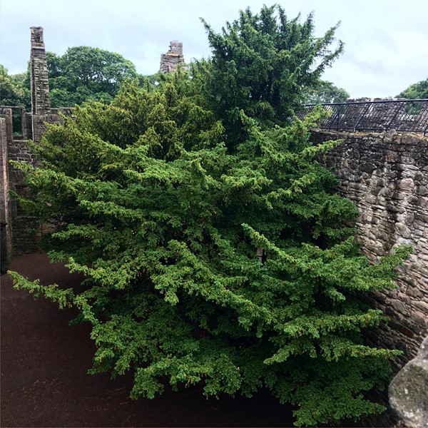Two yew tress at castle gates.