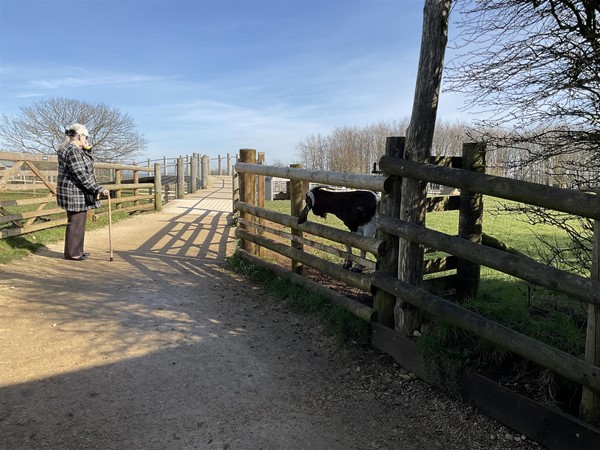 Image of a person with a goat behind a fence.