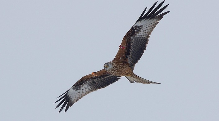 Argaty Red Kite Project