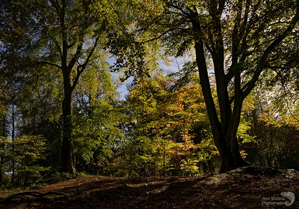 beautiful woodlands