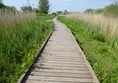 A walkway through the reed beds