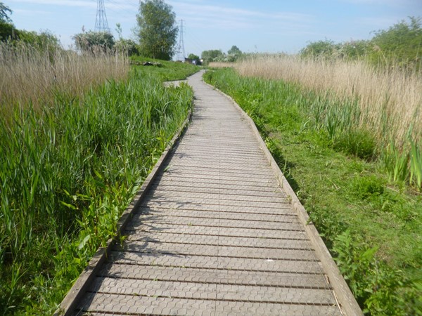 A walkway through the reed beds