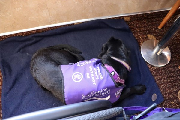 Assistance dog lying on a mat between a wheelchair and the wall. The carpet around her is clean.