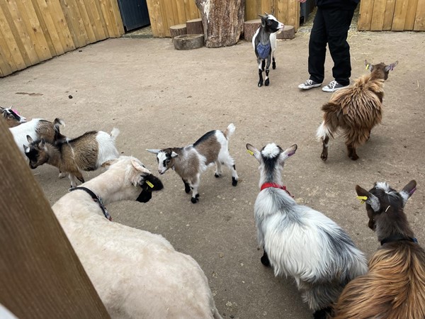Picture of some goats