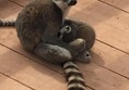 Picture of South Lakes Safari Zoo - Lemur