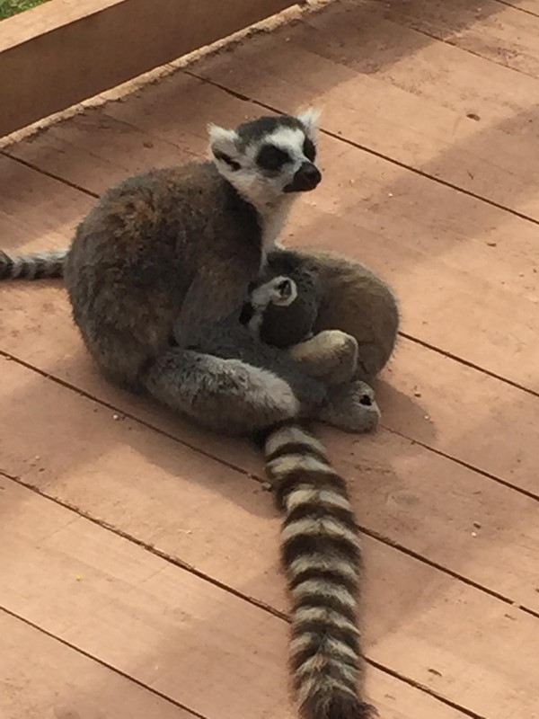 Picture of South Lakes Safari Zoo - Lemur
