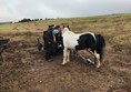 Picture of Pony axe s