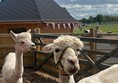 Picture of alpacas