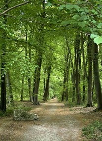 Blackwood Forest