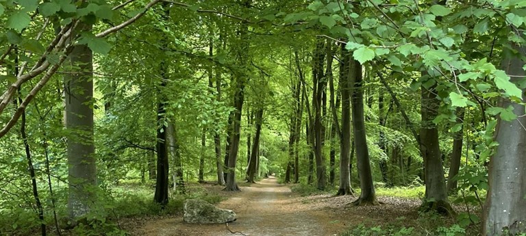 Blackwood Forest