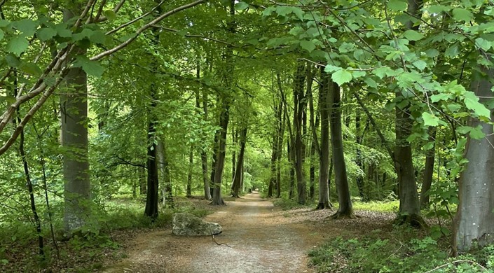 Blackwood Forest