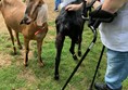 Buttercups Sanctuary For Goats