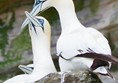 Image of two gannets