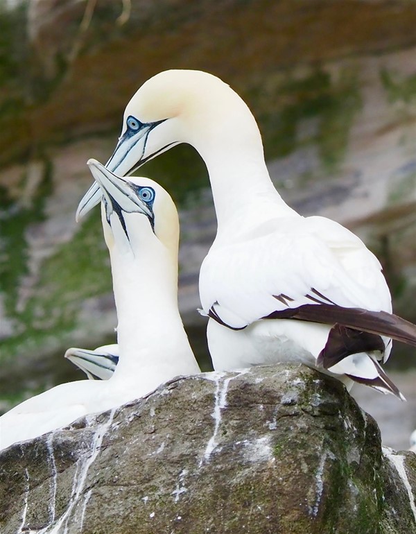 Image of two gannets