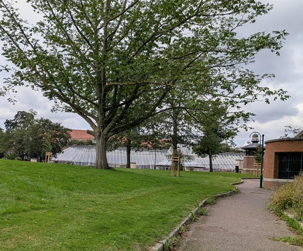 Image of pathway passing a big tree