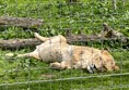 The lions were all lazing around napping