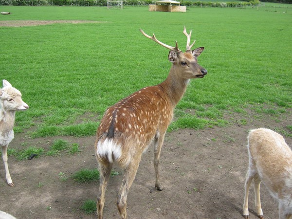 Picture of The Scottish Deer Centre