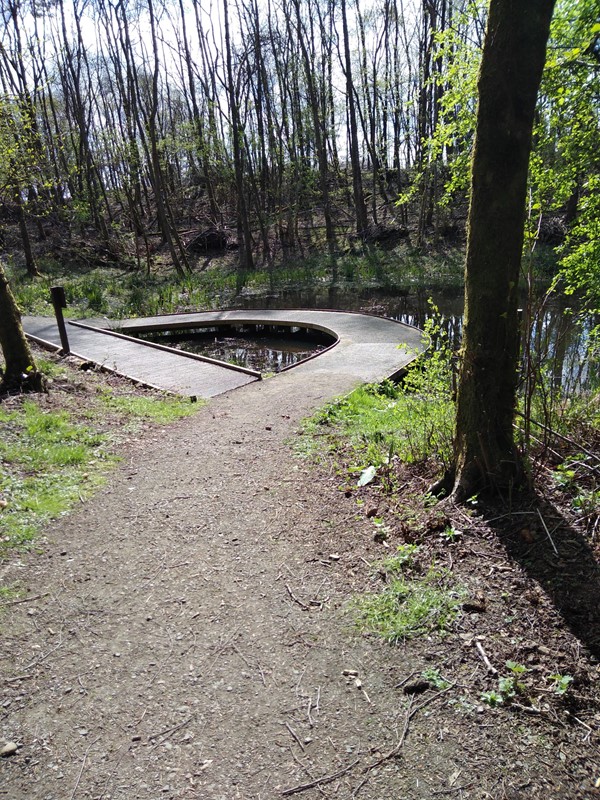 Picture of a path through trees