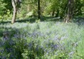 Bluebells at Thorp Perrow