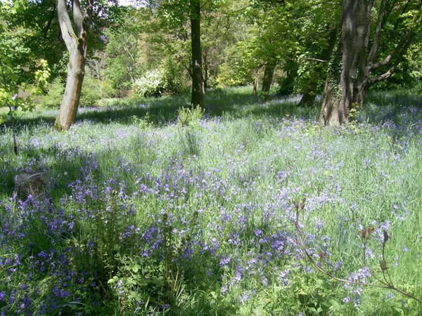 Bluebells at Thorp Perrow