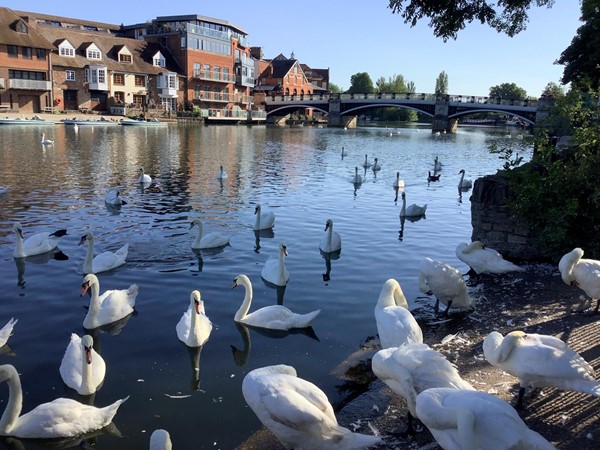 Picture of Windsor