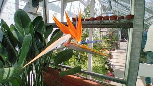Image of a flower