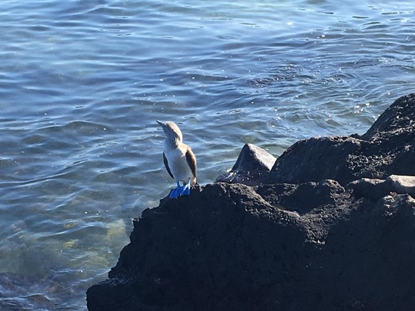 Blue footed booby