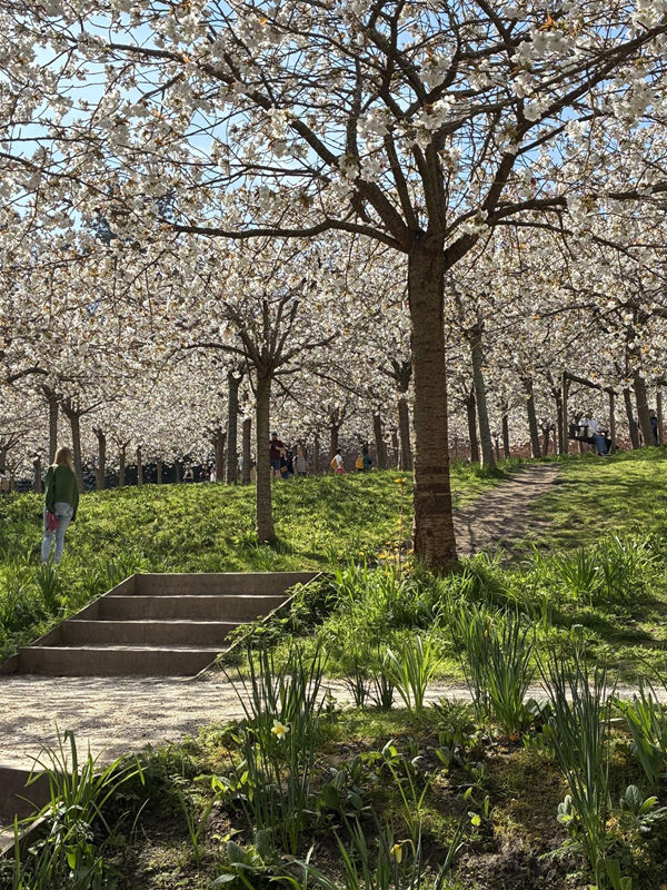 A tiny part of the cherry tree walk