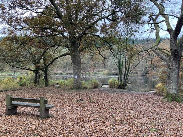 11 lower pond