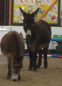 The Donkey Sanctuary Leeds