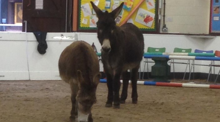 The Donkey Sanctuary Leeds