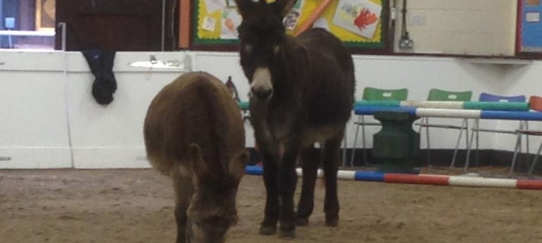 The Donkey Sanctuary Leeds