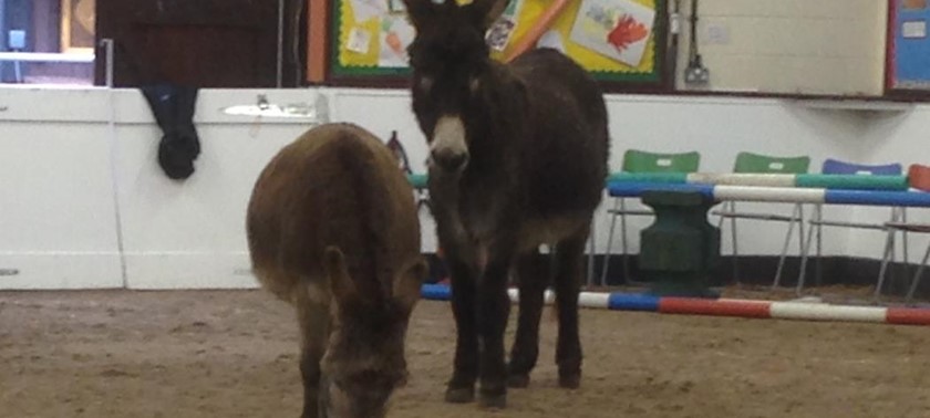 The Donkey Sanctuary Leeds
