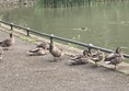 Image of ducks by the waters edge