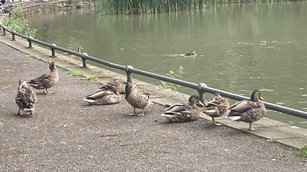 Image of ducks by the waters edge