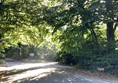 Road through woods