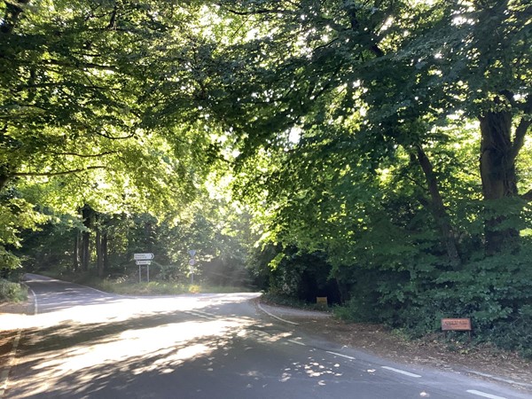 Road through woods