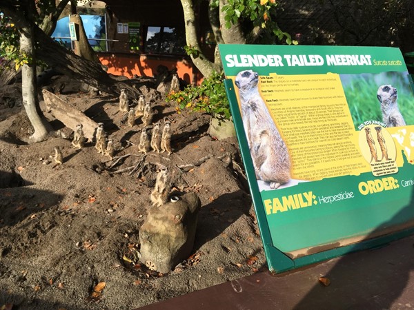 Blair Drummond Safari Park meerkats