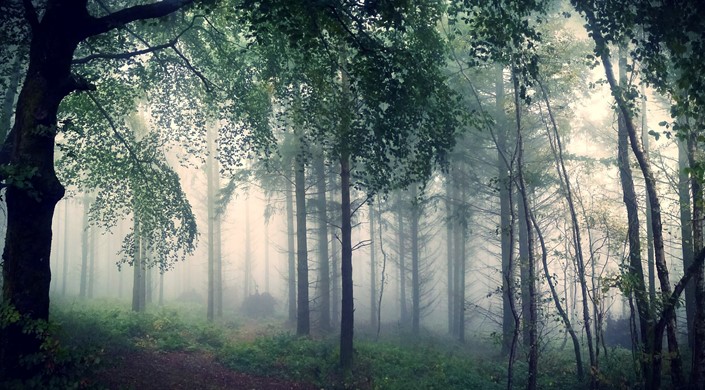 Haldon Forest Park