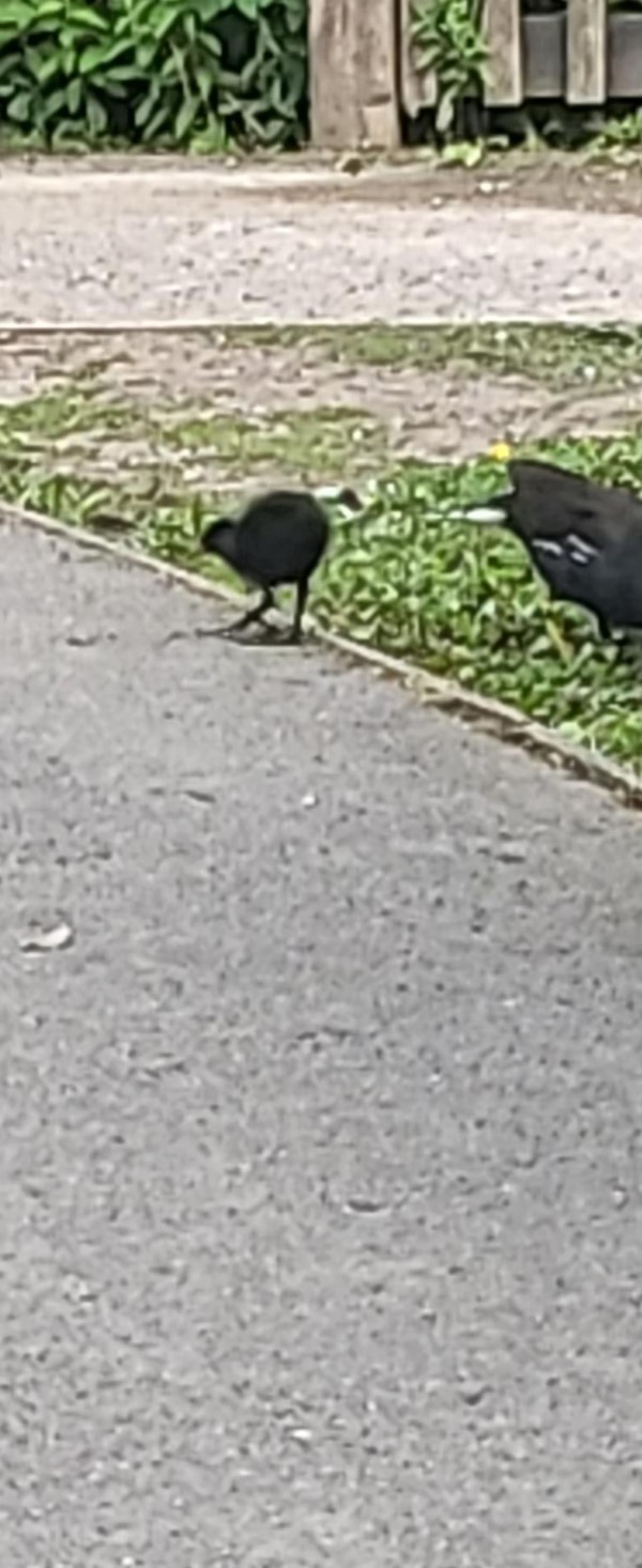 Birds on the path