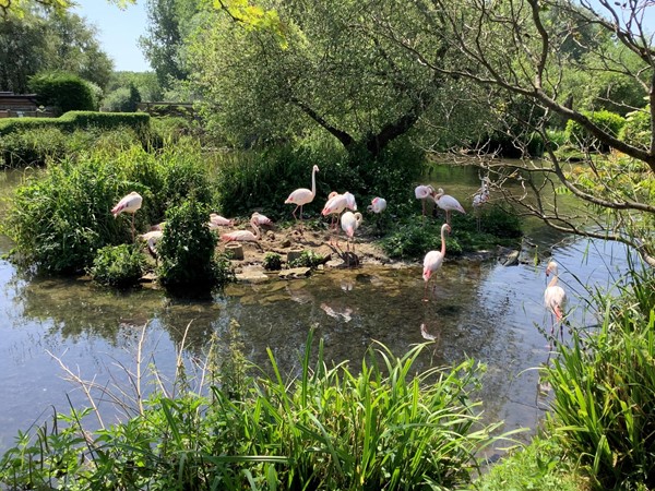 Flamingos