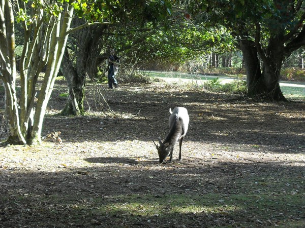 Brownsea Island