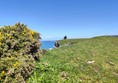 Image of Worms Head, Swansea