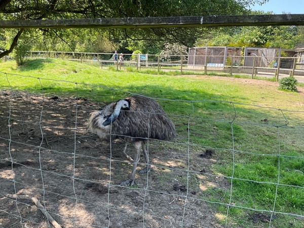 Emu