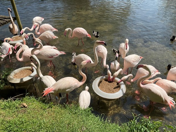 Flamingos