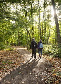 Shorne Woods Country Park